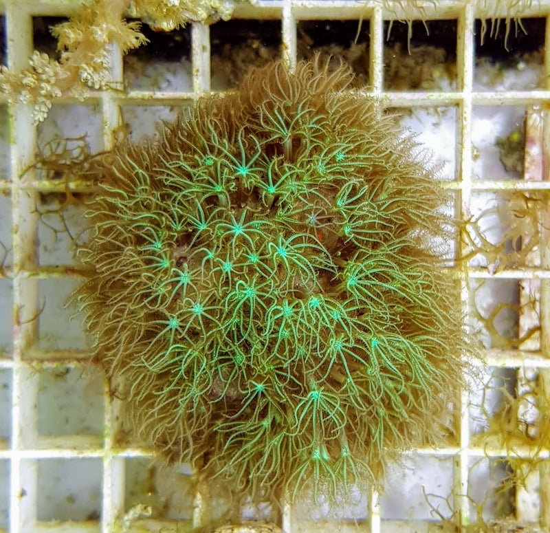 Pachyclavularia spp. (frag)