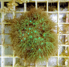 Pachyclavularia spp. (frag)