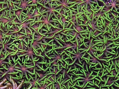 Pachyclavularia violacea (Green)