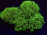 Pachyclavularia violacea (Green) (Grade A)