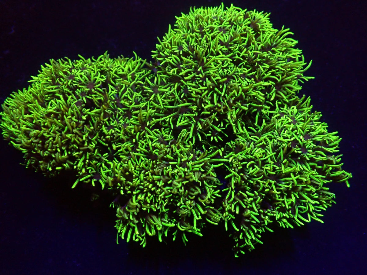 Pachyclavularia violacea (Green) (Grade A)