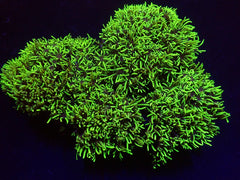 Pachyclavularia violacea (Green) (Grade A)