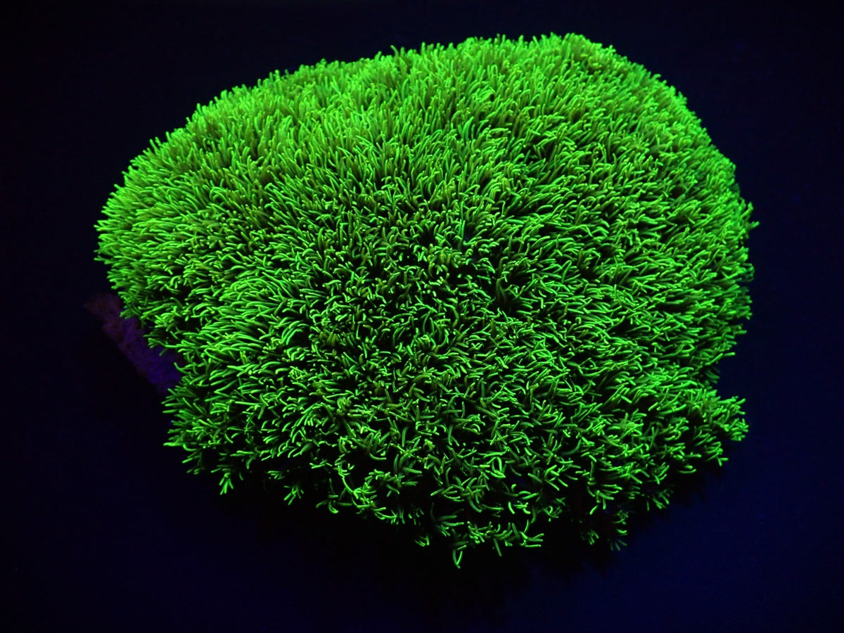 Pachyclavularia violacea (Green) (Grade A)