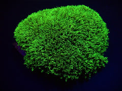 Pachyclavularia violacea (Green) (Grade A)