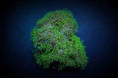 Pachyclavularia violacea (Green) (Grade A)