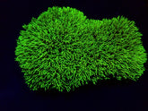 Pachyclavularia violacea (Green) (Grade A)