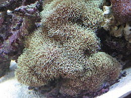 Pachyclavularia violacea (Greyish)