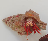 Paguristes cadenati (Caribbean)