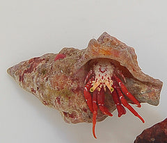 Paguristes cadenati (Caribbean)