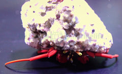 Paguristes cadenati (Caribbean)