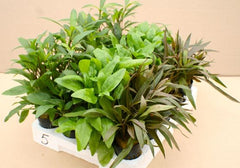 Plantenpakket Echindorus 4x6 st.