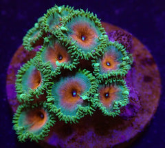 Palythoa spp. (Captain America) (frag)