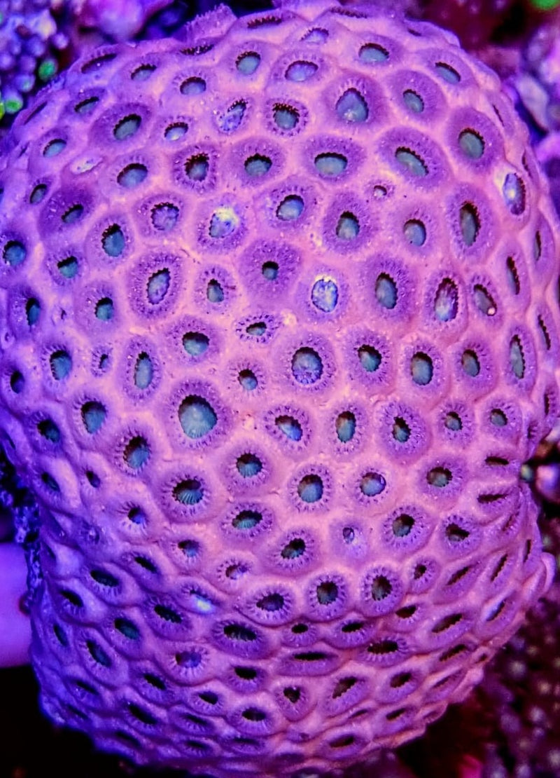 Palythoa caribaeorum
