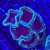 Palythoa grandis (Premium) (frag) (p/p)