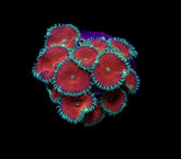 Palythoa spp. (Red Death) (frag)