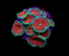 Palythoa spp. (Red Death) (frag)