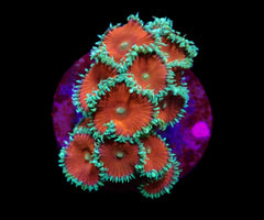 Palythoa spp. (Red Death) (frag)