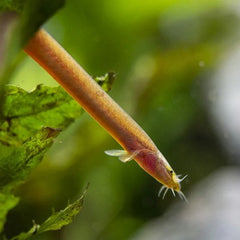 Pangio bitaimac 8 cm.