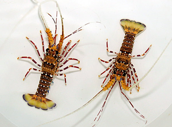 Panulirus femoristriga