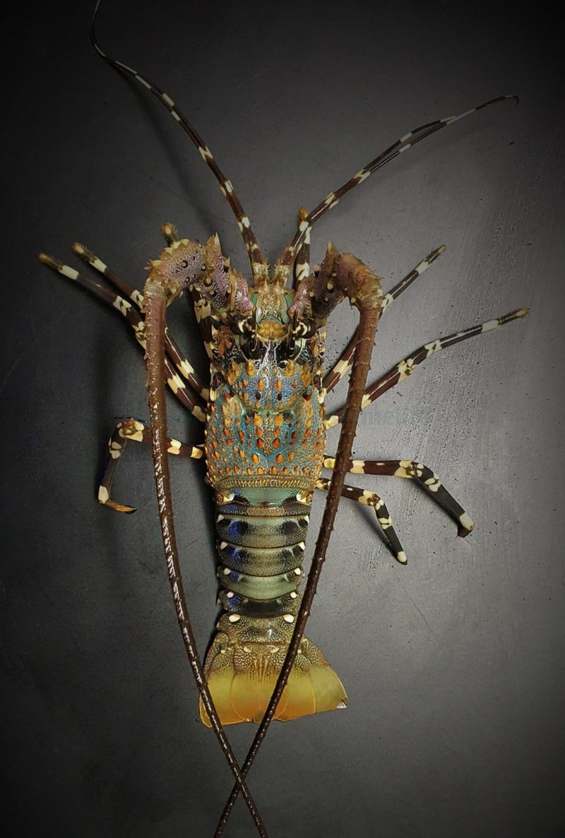 Panulirus ornatus