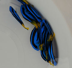 Paracanthurus hepatus - T.R.