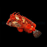 Paracentropogon zonatus