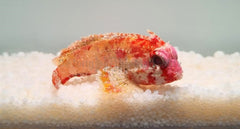 Paracentropogon zonatus