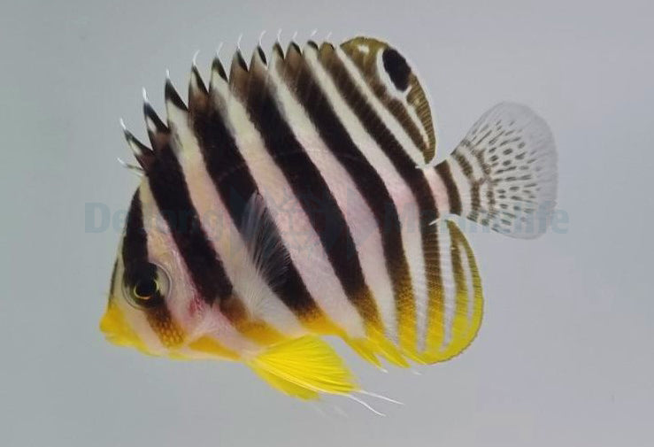 Paracentropyge multifasciata