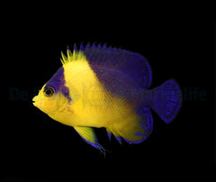 Paracentropyge venusta - T.B.
