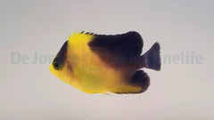 Paracentropyge venusta - T.B.