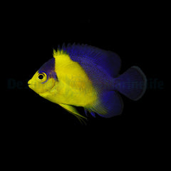Paracentropyge venusta - T.B.