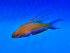 Paracheilinus filamentosus