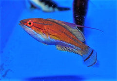 Paracheilinus flavianalis