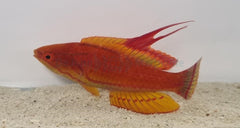 Paracheilinus flavianalis