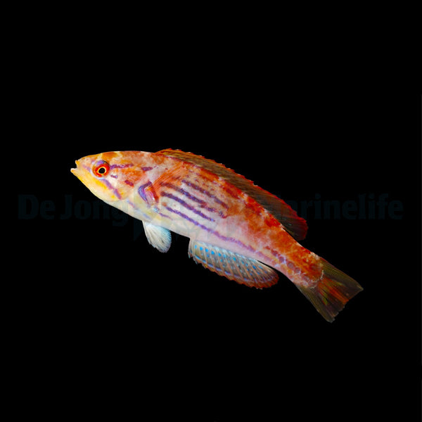 Paracheilinus hemitaeniatus (female)