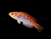 Paracheilinus hemitaeniatus (female)