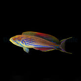 Paracheilinus hemitaeniatus (male)