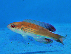 Paracheilinus hemitaeniatus (male)