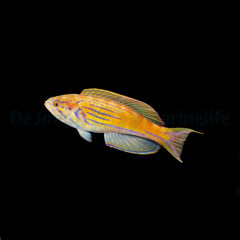 Paracheilinus hemitaeniatus (male)