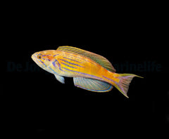 Paracheilinus hemitaeniatus (male)