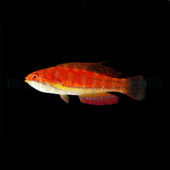Paracheilinus mccoskeri