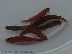 Paracheilinus octotaenia