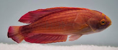 Paracheilinus octotaenia