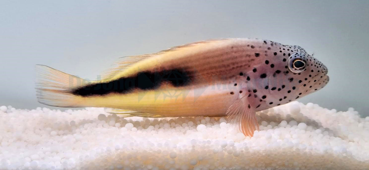 Paracirrhites forsteri