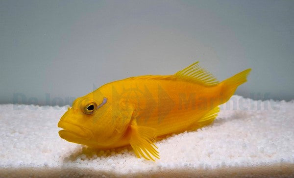 Paracirrhites xanthus