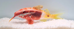 Parupeneus barberinoides