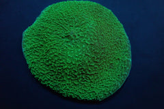 Platyzoanthus mussoides (Grade A) (1 ear)