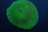 Platyzoanthus mussoides (Grade A)