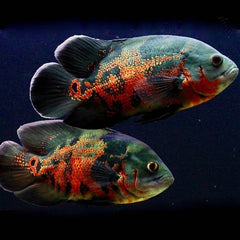 Astr.ocellatus Pauwoog tyger 8-10
