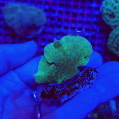 Pavona cactus (Green) (frag)